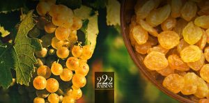 hamiyan yaghot azarbaijan, raisins, 222, grape, bonab, golden raisins, sultana raisins